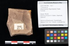 Foto (Objekt + Etikett) von Graminea ? sp.  (NHMW-GEO-2024-0188-0386)